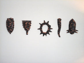 Organic shape wall sculpture set of 5, scientific art lover gift